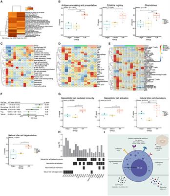 The Changes of Leukocytes in Brain and Blood After Intracerebral Hemorrhage